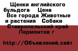 Щенки английского бульдога  › Цена ­ 60 000 - Все города Животные и растения » Собаки   . Ставропольский край,Лермонтов г.